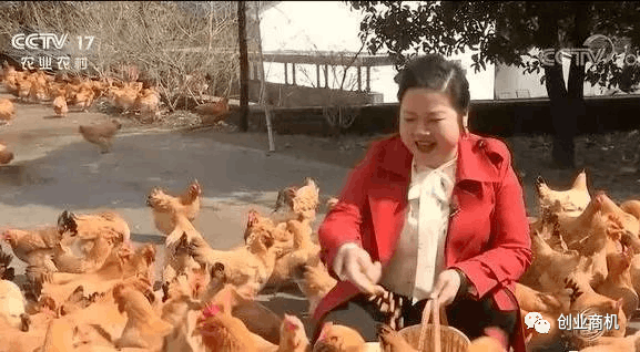 图片[7]-浙江女老板养“神鲜鸡”，最终卖出千万年收益，连鸡屎都是香的-瑷珂憬転