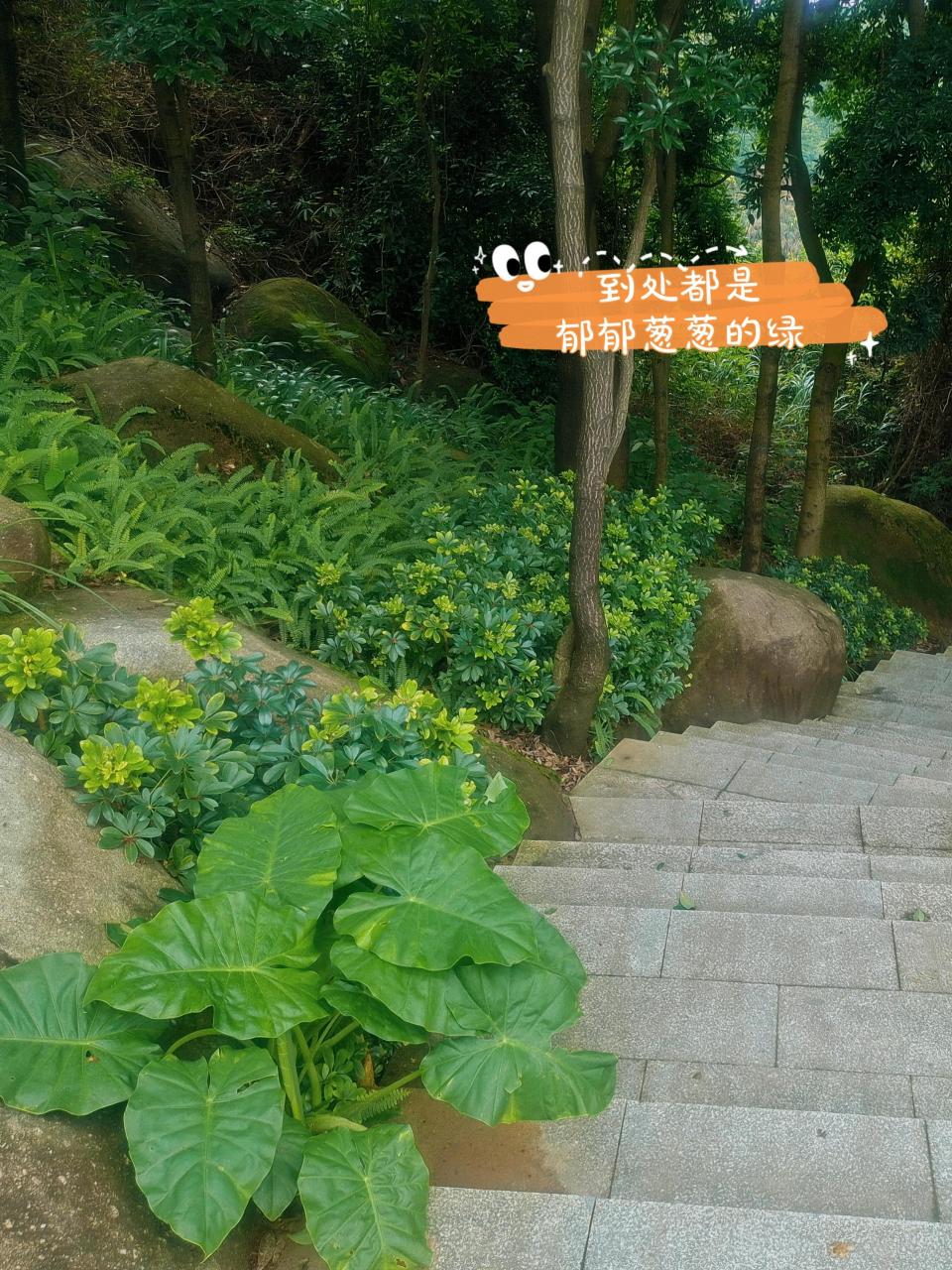图片[9]-广州火炉山森林公园简易攻略（徒步线路图）-瑷珂憬転