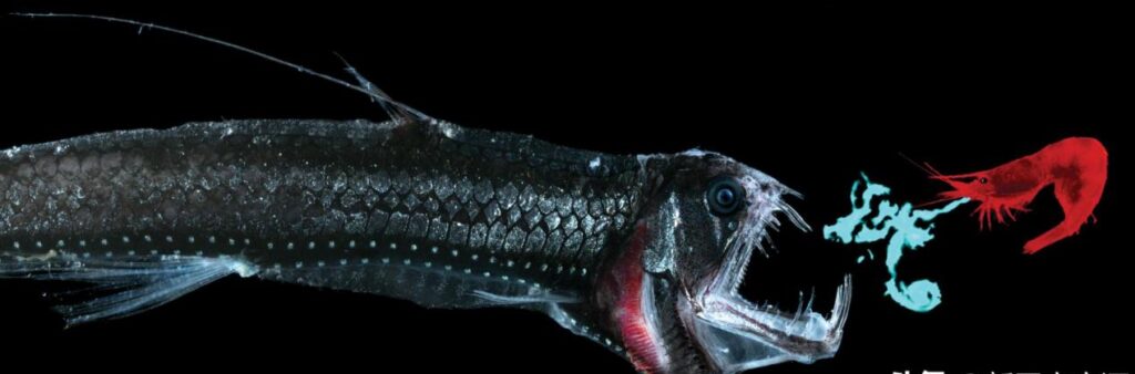 图片[5]-世界上最危险的10种鱼，（世界上十大恐怖的鱼）-瑷珂憬転