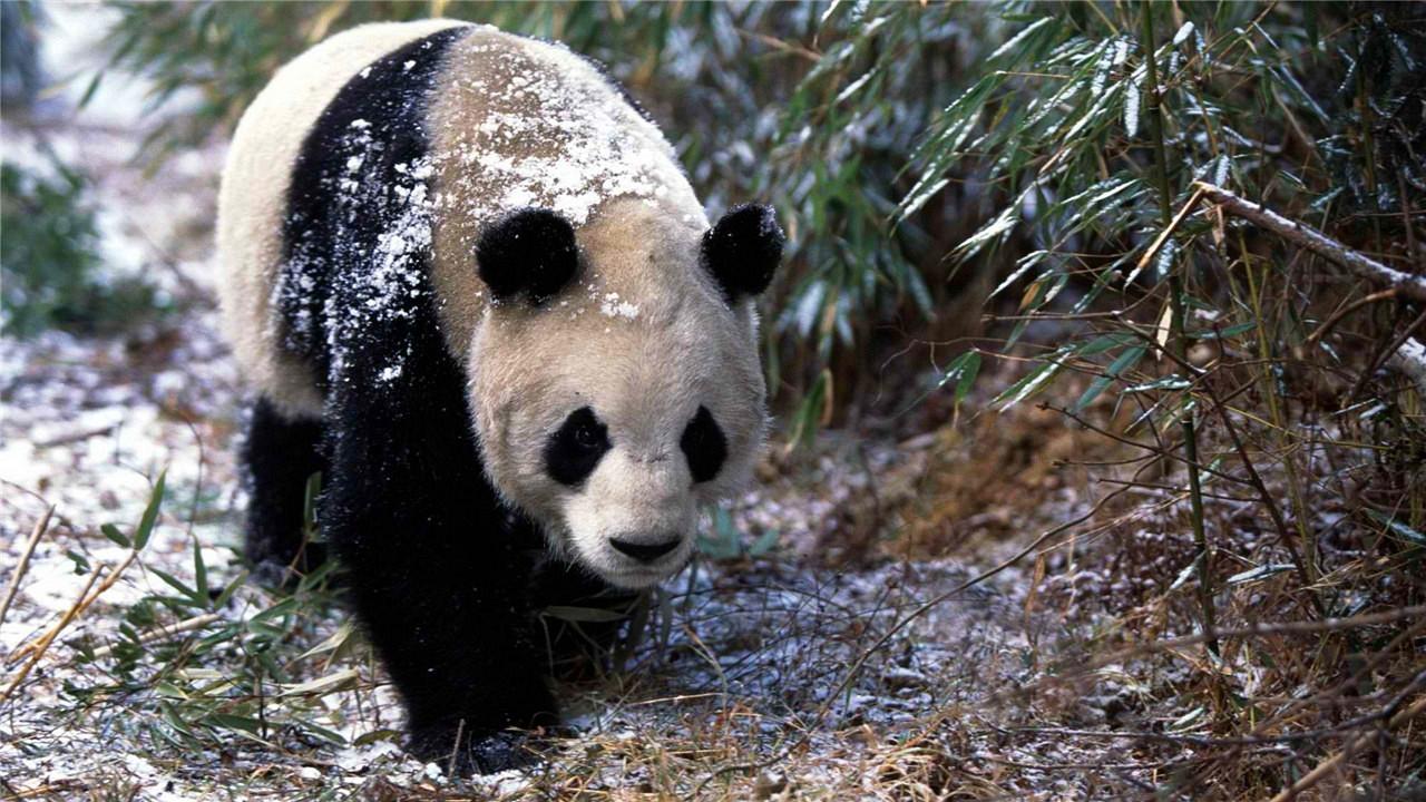 图片[21]-大熊猫的前世今生：从凶猛的“食铁兽”变成呆萌可爱的“国宝”-瑷珂憬転