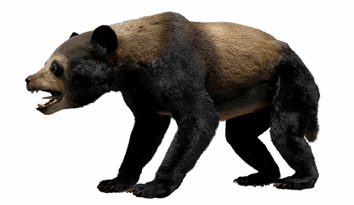 图片[3]-大熊猫的前世今生：从凶猛的“食铁兽”变成呆萌可爱的“国宝”-瑷珂憬転