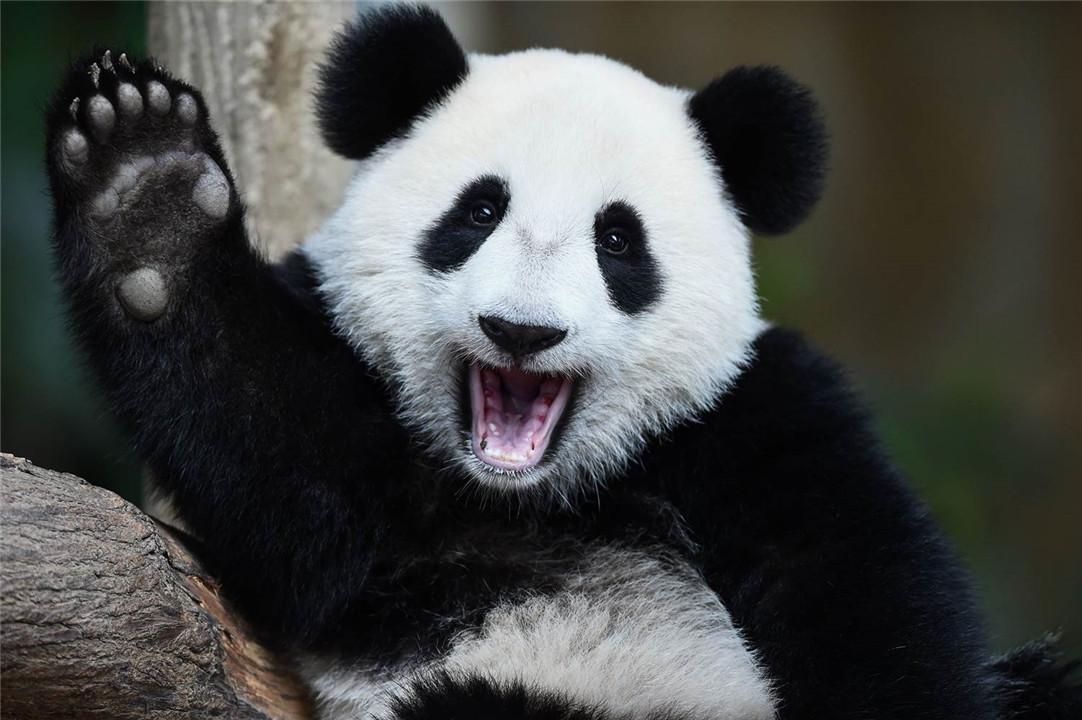 图片[6]-大熊猫的前世今生：从凶猛的“食铁兽”变成呆萌可爱的“国宝”-瑷珂憬転