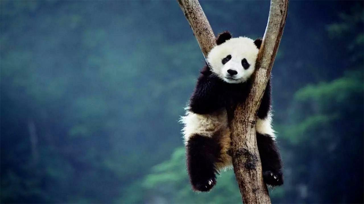 图片[17]-大熊猫的前世今生：从凶猛的“食铁兽”变成呆萌可爱的“国宝”-瑷珂憬転