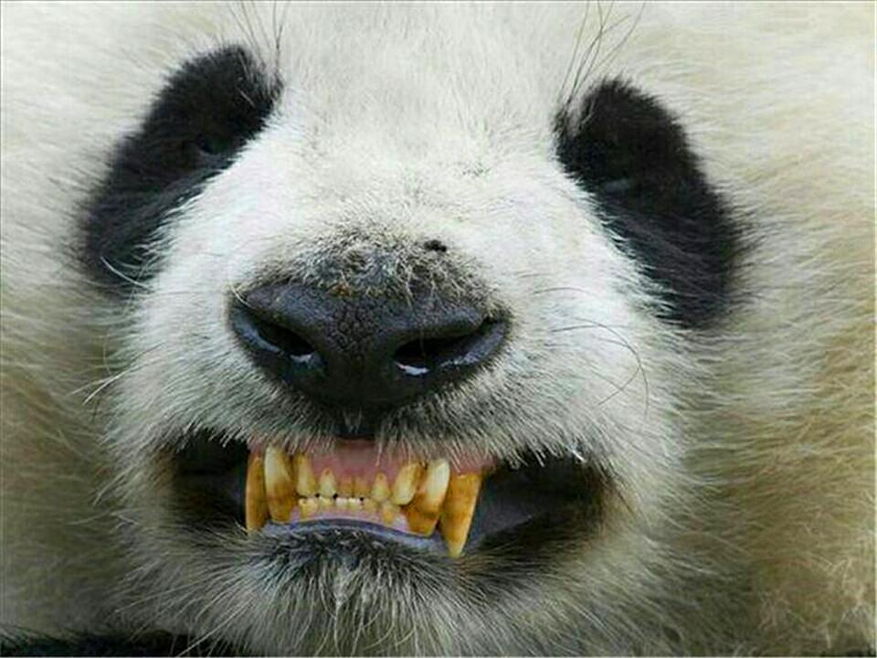 图片[8]-大熊猫的前世今生：从凶猛的“食铁兽”变成呆萌可爱的“国宝”-瑷珂憬転