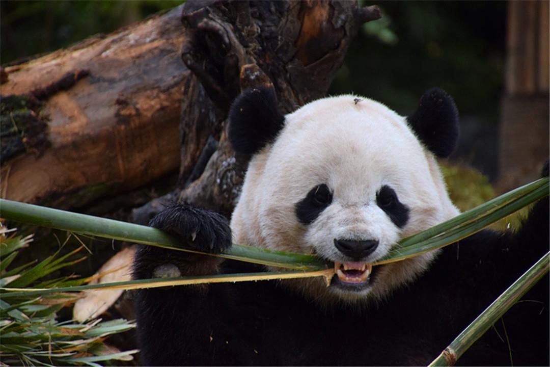 图片[9]-大熊猫的前世今生：从凶猛的“食铁兽”变成呆萌可爱的“国宝”-瑷珂憬転