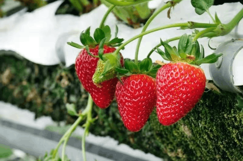 图片[9]-称为“水果皇后”，草莓的营养价值及功效与作用-瑷珂憬転