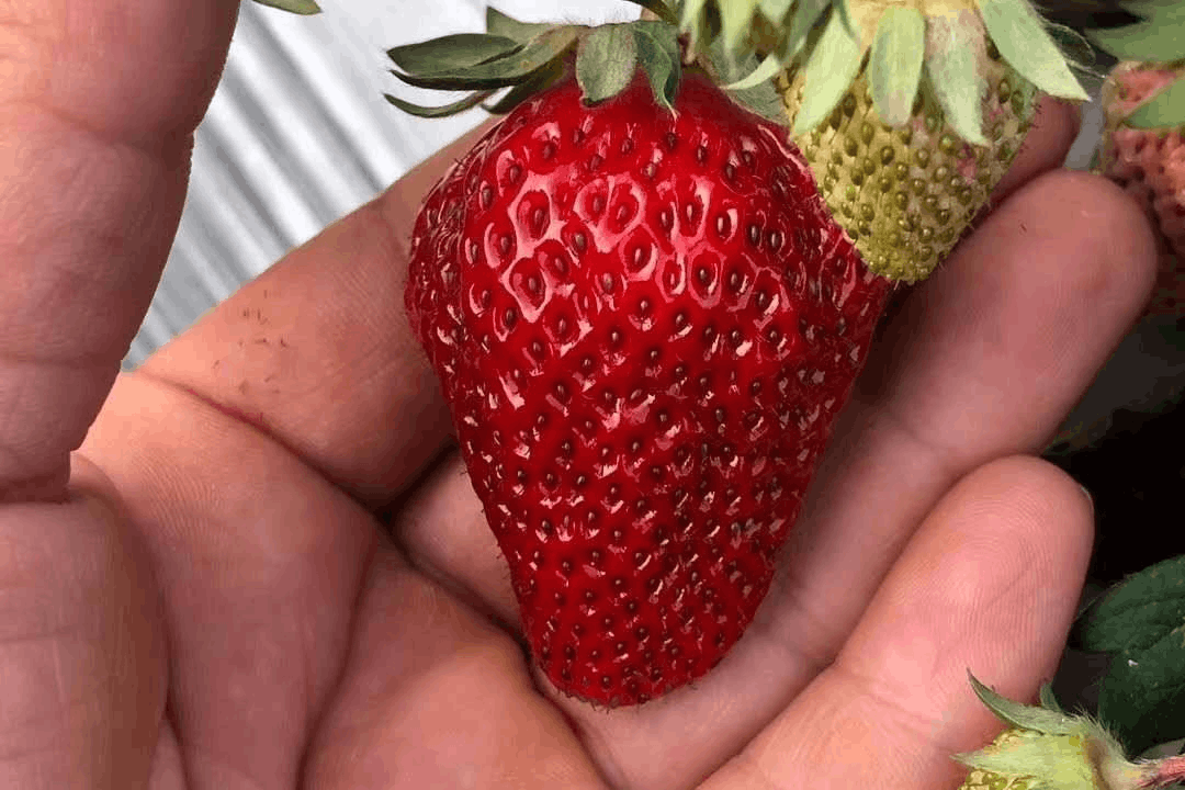 图片[7]-称为“水果皇后”，草莓的营养价值及功效与作用-瑷珂憬転