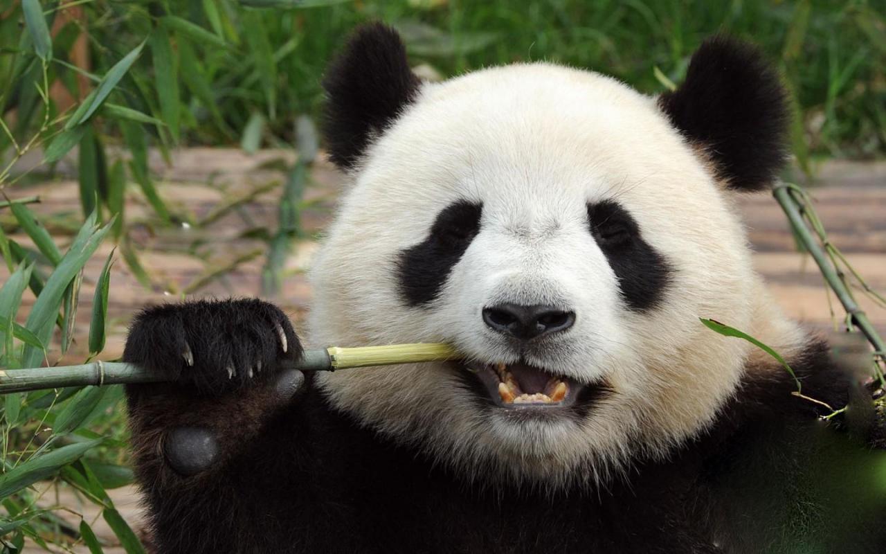 图片[15]-大熊猫的前世今生：从凶猛的“食铁兽”变成呆萌可爱的“国宝”-瑷珂憬転