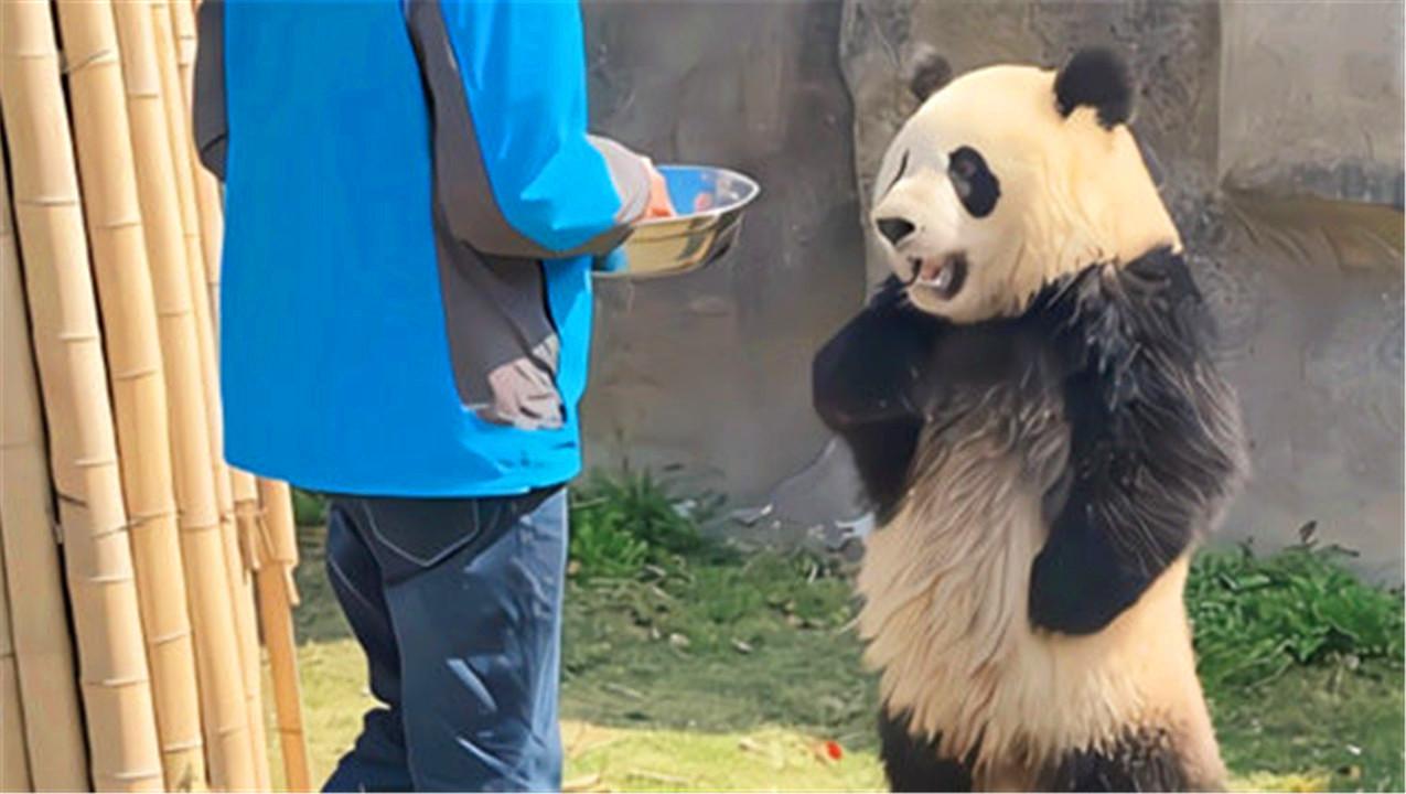 图片[18]-大熊猫的前世今生：从凶猛的“食铁兽”变成呆萌可爱的“国宝”-瑷珂憬転