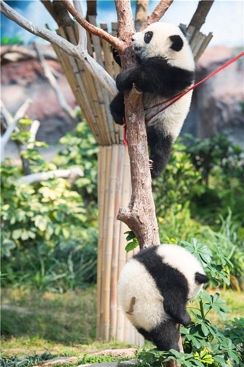 图片[13]-大熊猫的前世今生：从凶猛的“食铁兽”变成呆萌可爱的“国宝”-瑷珂憬転