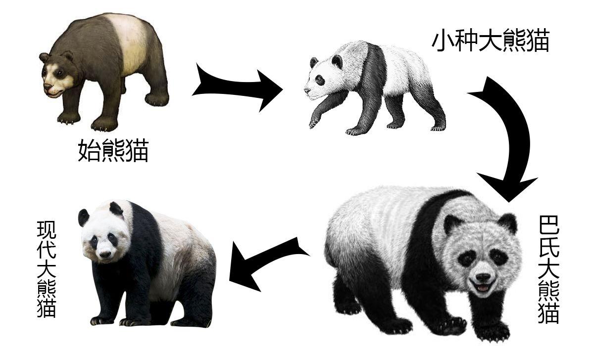 图片[4]-大熊猫的前世今生：从凶猛的“食铁兽”变成呆萌可爱的“国宝”-瑷珂憬転