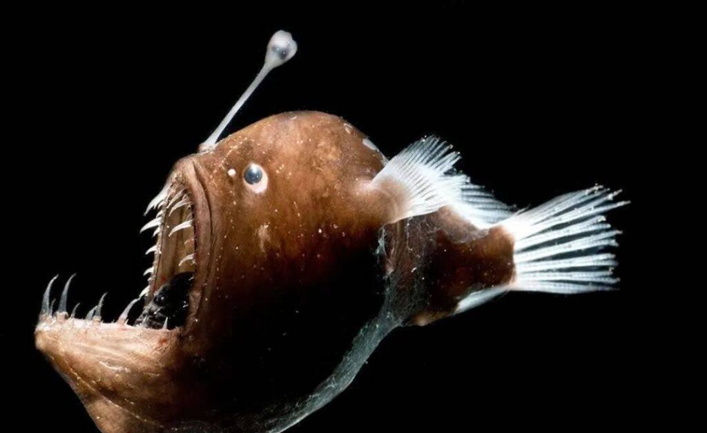 图片[7]-世界上最危险的10种鱼，（世界上十大恐怖的鱼）-瑷珂憬転