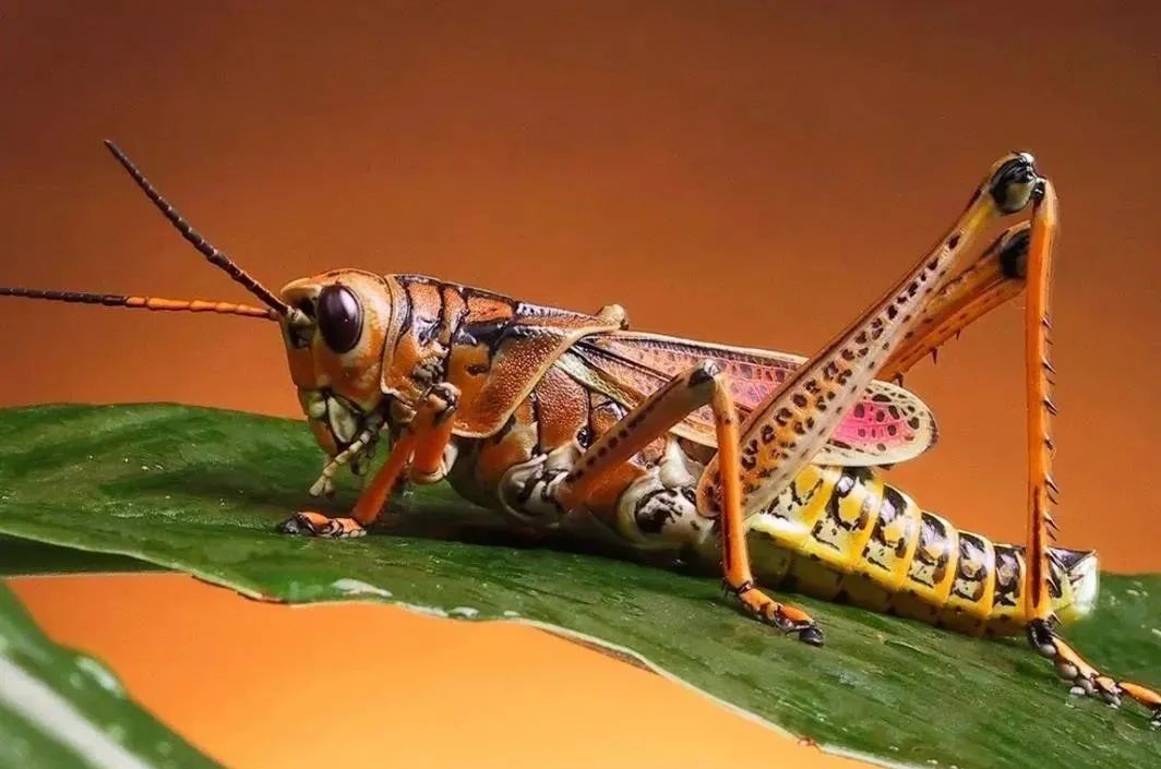 图片[1]-探讨养殖蚂蚱的致富经，让农业“害虫”变“金虫”-瑷珂憬転