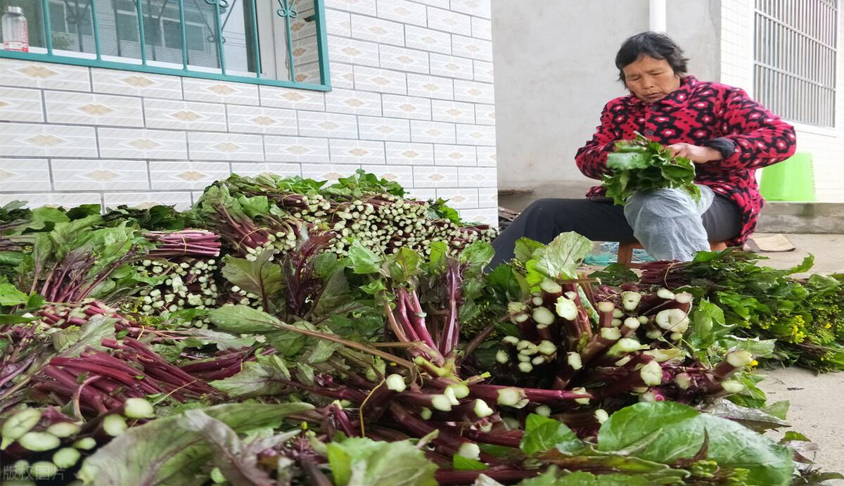 图片[3]-红菜苔种植时间和方法及最佳气温，功效与作用。-瑷珂憬転