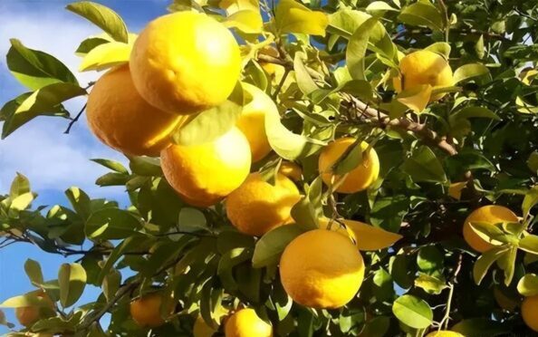 图片[2]-安岳柠檬是什么品种及功效，（安岳柠檬几月份成熟？-瑷珂憬転