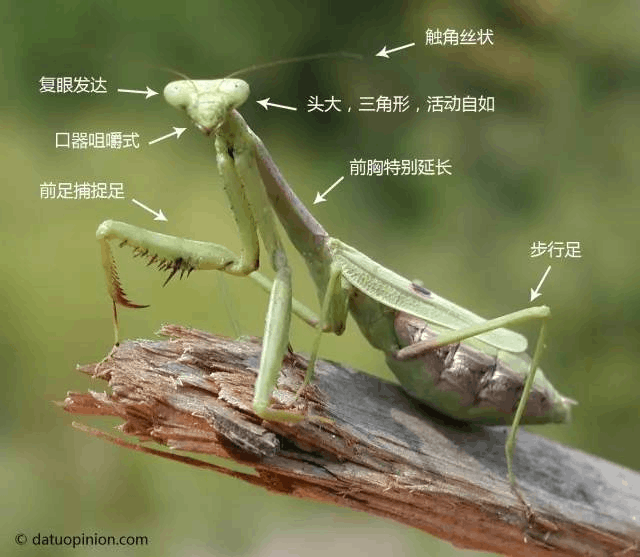 图片[1]-螳螂的形态动作特征简介， （螳螂捕食三大特征及分布范围）-瑷珂憬転