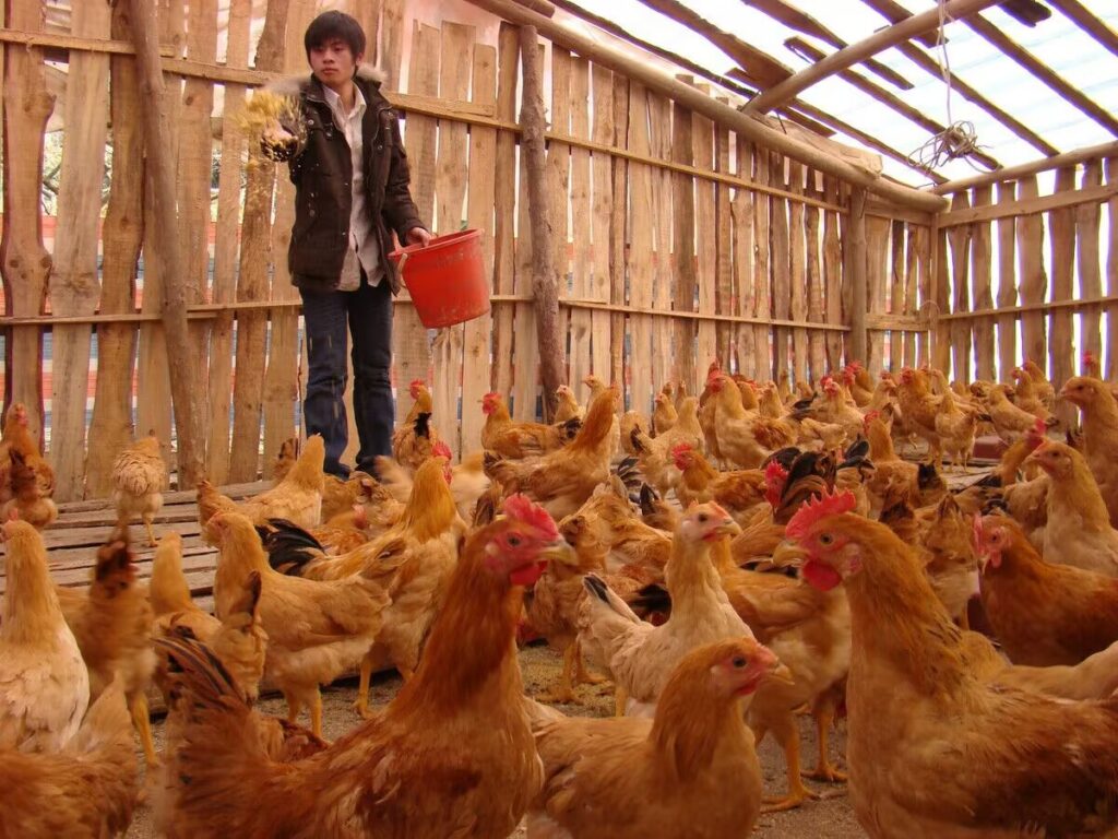 图片[1]-农村饲养土鸡项目实操解析，闷声发财的小生意-瑷珂憬転