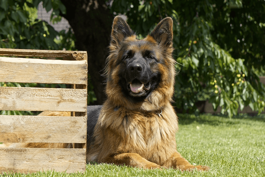图片[4]-德国牧羊犬的优点介绍及适合家养吗，（德国牧羊犬训练方法及黑背特点）-瑷珂憬転