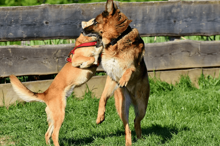 图片[3]-德国牧羊犬的优点介绍及适合家养吗，（德国牧羊犬训练方法及黑背特点）-瑷珂憬転