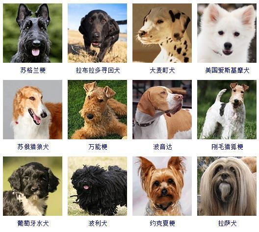 图片[5]-狗的品种图片名字大全（世界178种所有宠物狗的图片以及名称）-瑷珂憬転