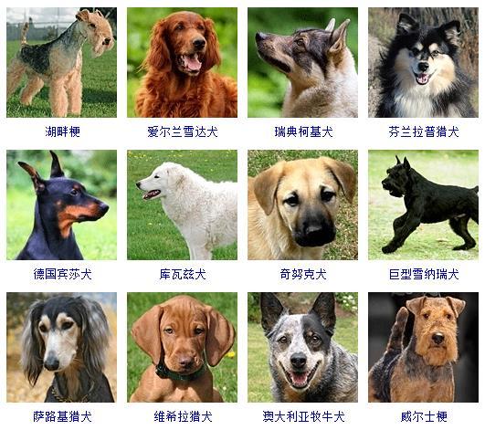 图片[8]-狗的品种图片名字大全（世界178种所有宠物狗的图片以及名称）-瑷珂憬転