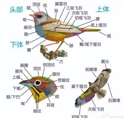 图片[4]-鸟的特征与外貌描写（鸟的特点和本领有哪些功能）-瑷珂憬転