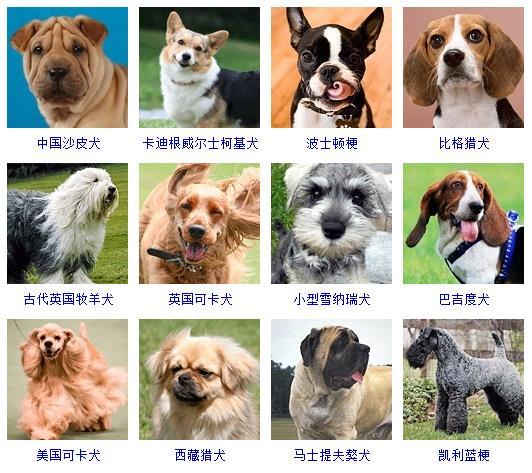 图片[6]-狗的品种图片名字大全（世界178种所有宠物狗的图片以及名称）-瑷珂憬転