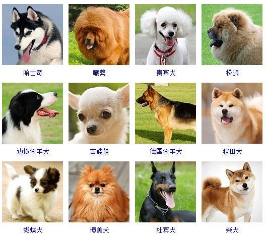 图片[1]-狗的品种图片名字大全（世界178种所有宠物狗的图片以及名称）-瑷珂憬転