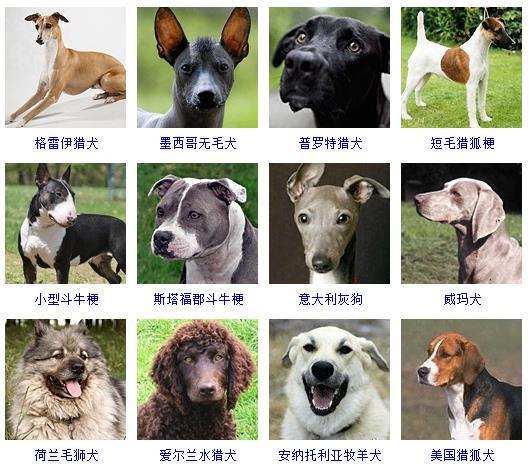 图片[9]-狗的品种图片名字大全（世界178种所有宠物狗的图片以及名称）-瑷珂憬転