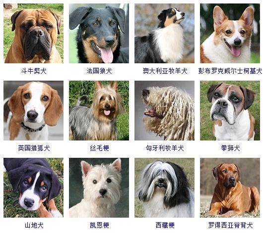 图片[7]-狗的品种图片名字大全（世界178种所有宠物狗的图片以及名称）-瑷珂憬転
