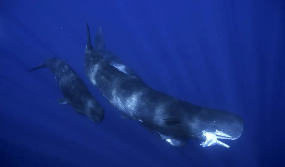 图片[2]-鲸鱼搁浅为什么救不了（ 为什么鲸鱼会搁浅预示什么）-瑷珂憬転