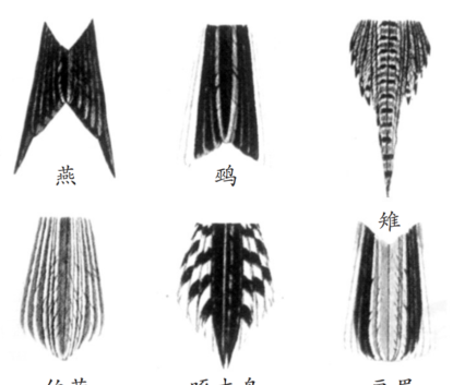 图片[12]-鸟的特征与外貌描写（鸟的特点和本领有哪些功能）-瑷珂憬転