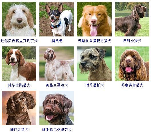 图片[15]-狗的品种图片名字大全（世界178种所有宠物狗的图片以及名称）-瑷珂憬転