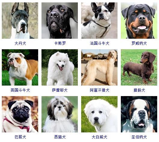 图片[2]-狗的品种图片名字大全（世界178种所有宠物狗的图片以及名称）-瑷珂憬転