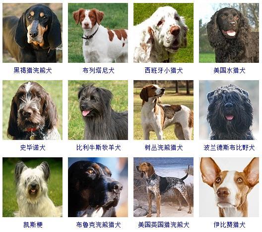 图片[14]-狗的品种图片名字大全（世界178种所有宠物狗的图片以及名称）-瑷珂憬転