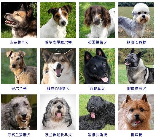 图片[10]-狗的品种图片名字大全（世界178种所有宠物狗的图片以及名称）-瑷珂憬転