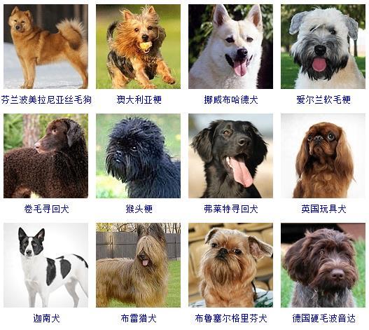 图片[13]-狗的品种图片名字大全（世界178种所有宠物狗的图片以及名称）-瑷珂憬転