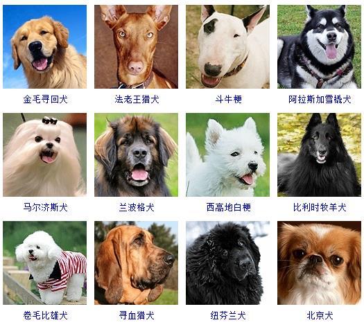 图片[3]-狗的品种图片名字大全（世界178种所有宠物狗的图片以及名称）-瑷珂憬転