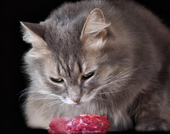 图片[1]-给猫吃的肉千万不要煮（猫可以吃用盐煮过的肉吗）-瑷珂憬転