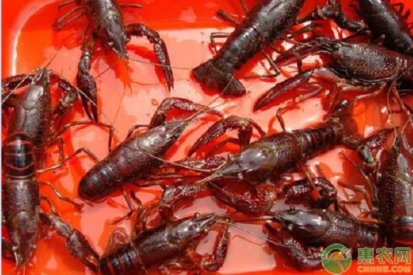 图片[2]-小龙虾吃什么食物好养活养殖方法（养龙虾需要什么条件和技术）-瑷珂憬転