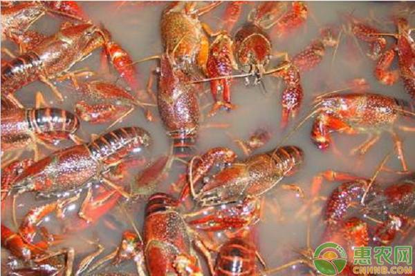 图片[3]-小龙虾吃什么食物好养活养殖方法（养龙虾需要什么条件和技术）-瑷珂憬転
