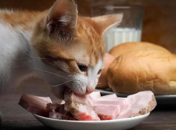 图片[3]-给猫吃的肉千万不要煮（猫可以吃用盐煮过的肉吗）-瑷珂憬転