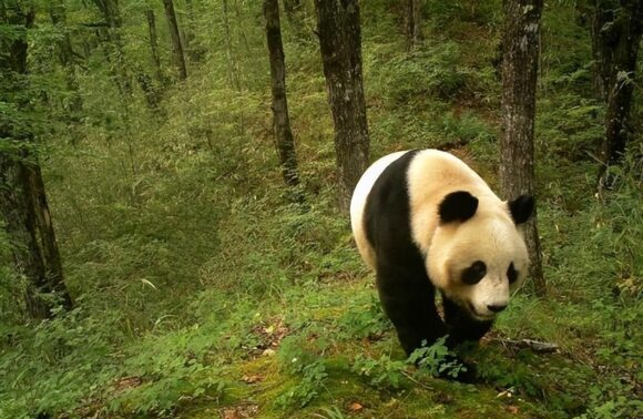 图片[2]-大熊猫的分布地区有哪些简介（哪里可以看大熊猫栖息环境）-瑷珂憬転